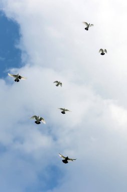 Mavi gökyüzünde uçan güvercinler
