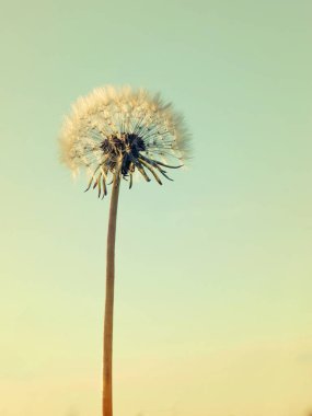 Karahindiba mavi gökyüzü güneş ışığı içinde. Retro tarzı.