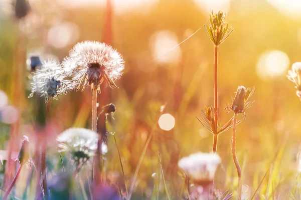 Paardebloem op de weide bij zonlicht achtergrond — Stockfoto