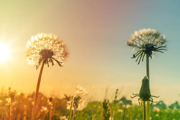 Paardebloem op de weide bij zonlicht achtergrond — Stockfoto