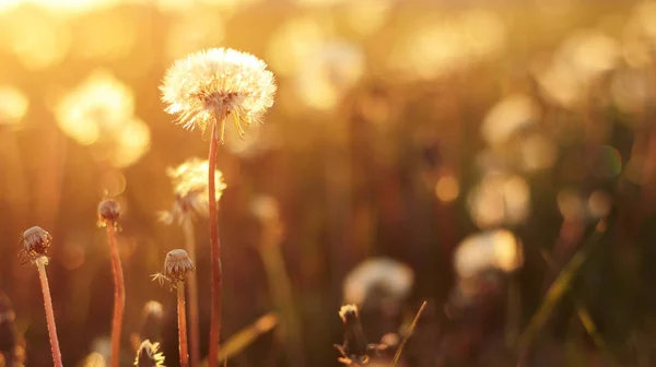 Paardebloem op de weide bij zonlicht achtergrond — Stockfoto