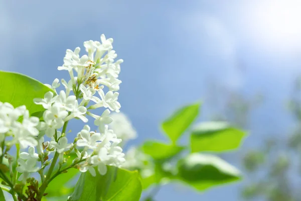 Floração lilás branco contra o céu — Fotografia de Stock