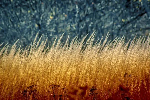 Hermoso bosque de otoño con hierba seca en primer plano . — Foto de Stock