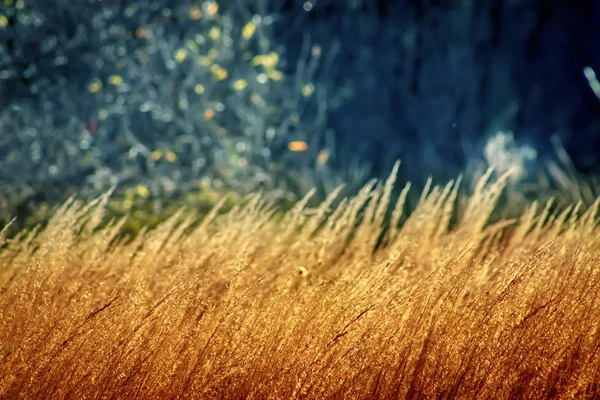 Piękny, jesienny Las z suchej trawy na pierwszym planie. — Zdjęcie stockowe