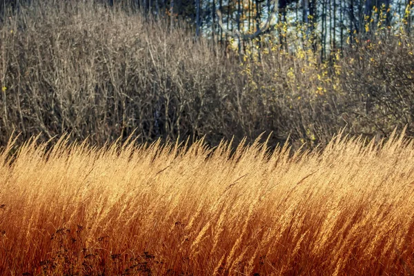 Krásná podzimní les s suché trávy v popředí. — Stock fotografie