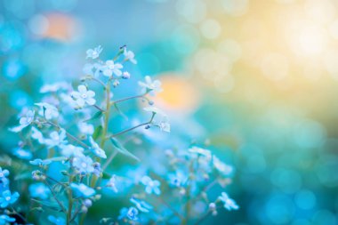 Çiçek açan Veronica Officinalis çiçek. Sığ derinlik-in tarla.