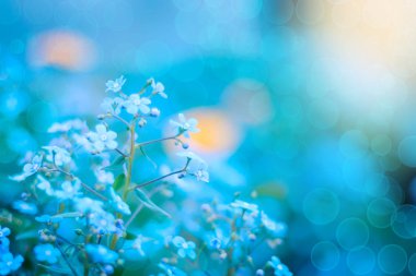 Çiçek açan Veronica Officinalis çiçek. Sığ derinlik-in tarla.