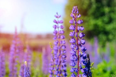 Parlak güneşli bir günde güzel Lupines