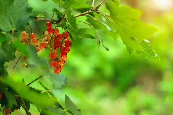 Garść jagód dojrzałych czerwonych porzeczek na krzaku w letnim słońcu, z miejsca na tekst — Zdjęcie stockowe