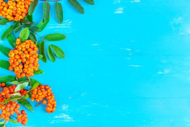 Rowan ahşap arka plan mavi dallarda.