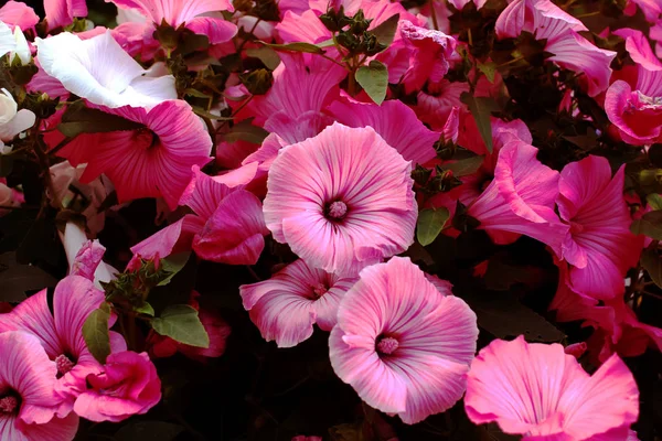 Flores vermelhas-hibisco rosa sinensis — Fotografia de Stock