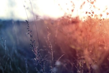 Çim günbatımı zaman retro vintage filtreli