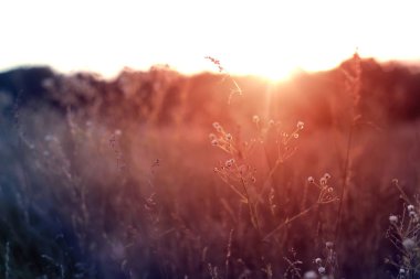 Çim günbatımı zaman retro vintage filtreli