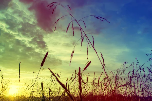 Gras bij zonsondergang met retro vintage filter — Stockfoto