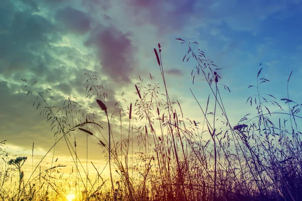 Grass when sunset with retro vintage filter — Stock Photo, Image