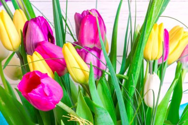 Parlak beyaz arka plan üzerinde çeşitli laleler