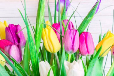 Parlak beyaz arka plan üzerinde çeşitli laleler