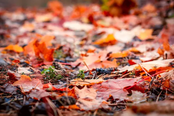 Hojas de otoño colorido —  Fotos de Stock