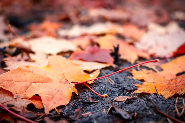 Hojas de otoño colorido —  Fotos de Stock