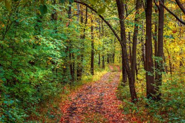Sonbahar orman ve sahneye giden bir patika.