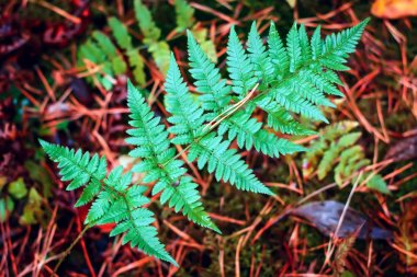Sonbaharda alan yeşil fern, sığ derinliği ile yakın çekim