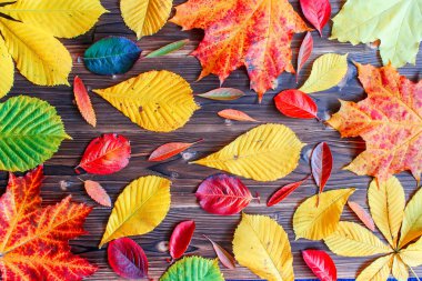 Sonbahar Şükran Günü geçmişi