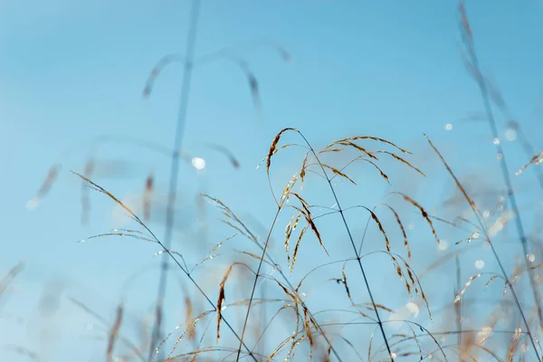 Primeros planos del prado de hierbas largas. Enfoque selectivo. Tiro atmosférico con puesta de sol suave luz amarilla . —  Fotos de Stock