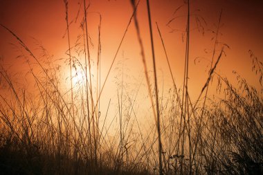 Güneşin gündoğumu, çimen