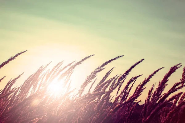 Hierba al amanecer en el sol —  Fotos de Stock