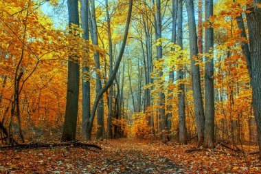 Ormanda sonbahar ağaçları