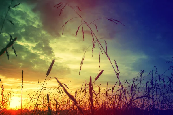 Nature sunrise background concept: Dawn of field meadow wallpaper.