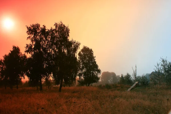 Amanecer mágico con árbol —  Fotos de Stock