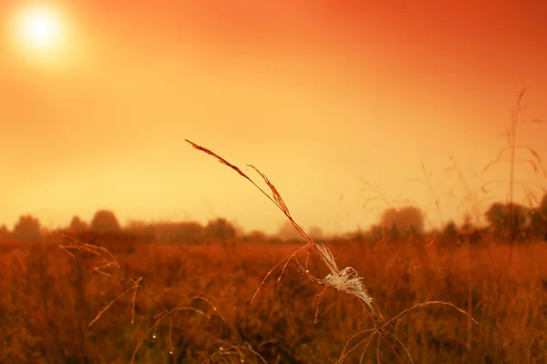 Hierba al amanecer en el sol —  Fotos de Stock