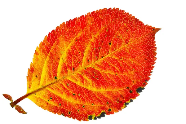 Осенний лист черной ежевики на белом фоне — стоковое фото