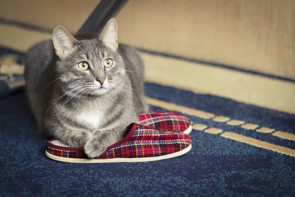 Gri kedi üzerinde kırmızı terlik yalan söylüyor. Ev rahatlığında.