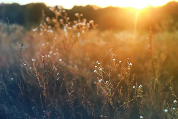 Zonsondergang en gras — Stockfoto