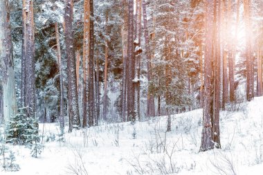 Kış orman ve güneş ışığı