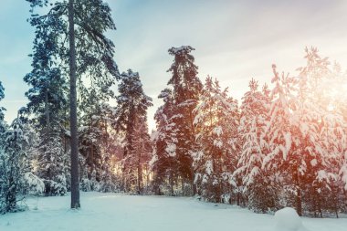 Kış orman ve güneş ışığı