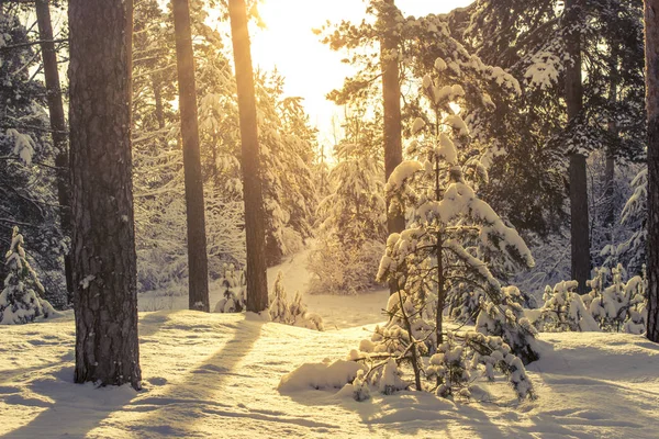 겨울 숲과 햇빛 — 스톡 사진