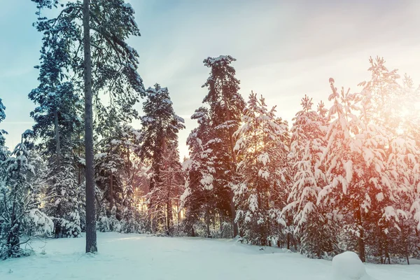 Kış orman ve güneş ışığı