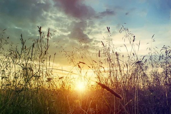 Gras bij zonsondergang. Mooie zomerse landschap. — Stockfoto