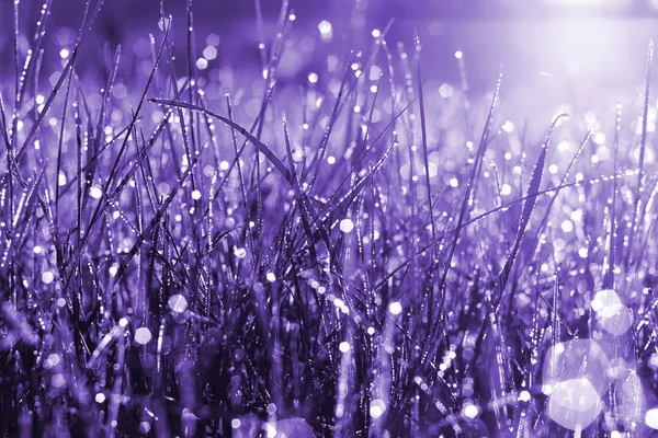 Verschwommener Sommerhintergrund aus violettem Gras bei Sonnenaufgang. selektiver weicher Fokus, violett getönt. — Stockfoto