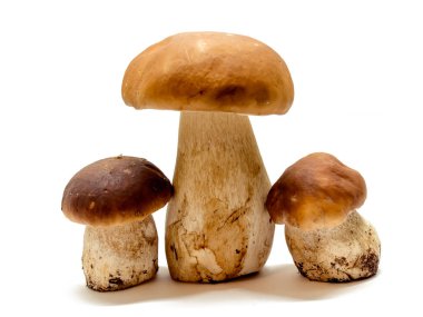Boletus mantarı, Kral bolete, beyaz arka plan üzerinde izole. Yakın çekim.