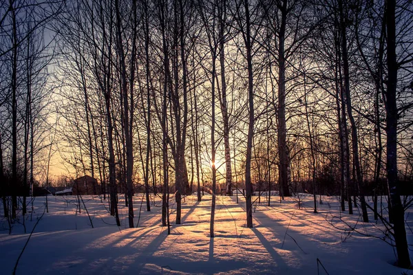 Solnedgång i en vinter skog. — Stockfoto