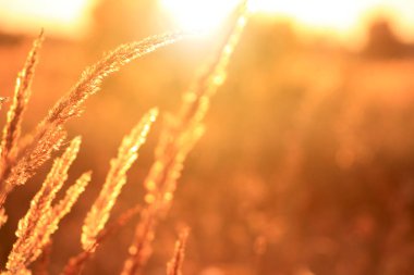 Çayırda altın bir akşam, kırsal yaz arkaplanları.