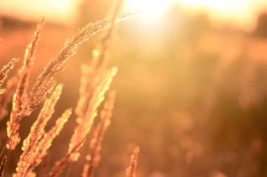 Çayırda altın bir akşam, kırsal yaz arkaplanları.