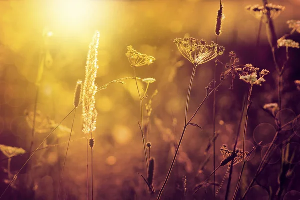 Gouden avond op de weide, landelijke zomerse achtergronden — Stockfoto