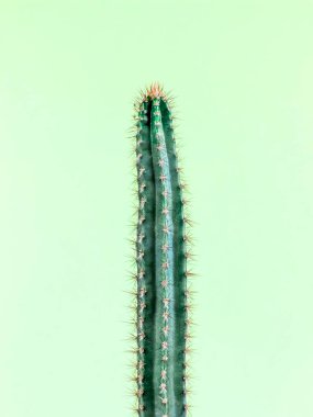 Cactus.Fashion tasarım. En az Stillife. Son moda parlak renkli.