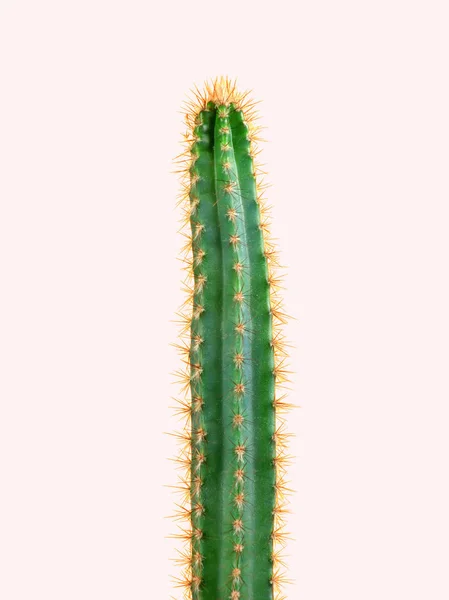 Cactus. Design de mode. Minimal Stillife. Tendance lumineux coloré . — Photo