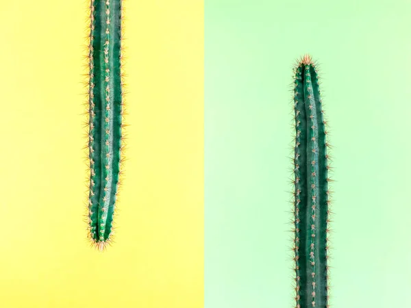 Cactus.Fashion Design. Mínimo Stillife. De moda brillante colorido . — Foto de Stock